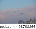 北海道丹頂鶴 98768866