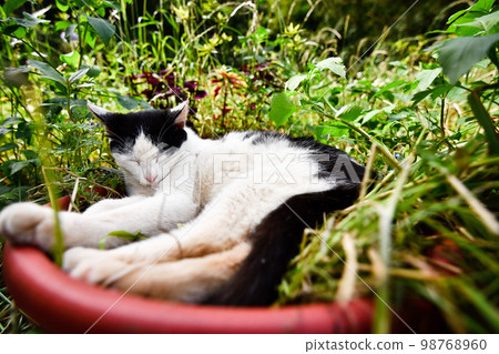 睡在盆栽裡的貓 98768960