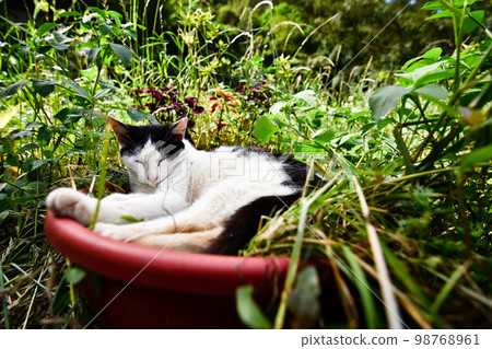 睡在盆栽裡的貓 睡在盆栽裡的貓 98768961