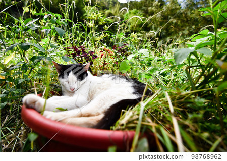 睡在盆栽裡的貓 98768962
