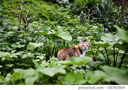 草叢裡的流浪貓 98768964