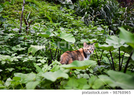 草叢裡的流浪貓 草叢裡的流浪貓 98768965