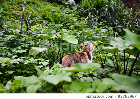 stray cat in grass stray cat in grass 98768967