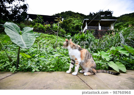 圍牆上的流浪貓 98768968
