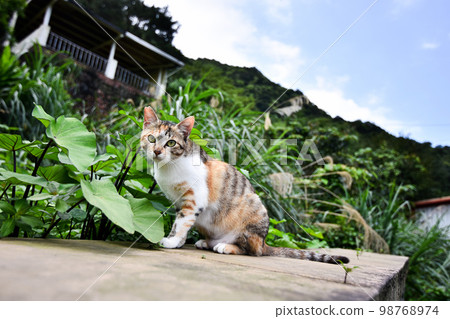 圍牆上的流浪貓 98768974