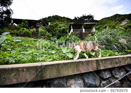 圍牆上的流浪貓 圍牆上的流浪貓 98768976