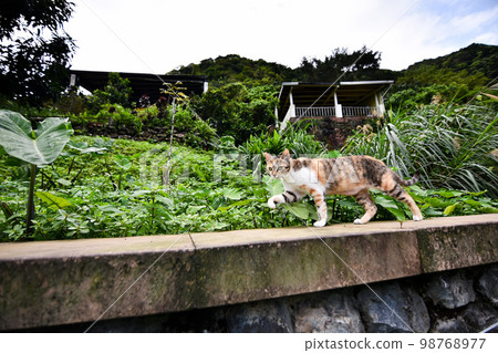 圍牆上的流浪貓 98768977