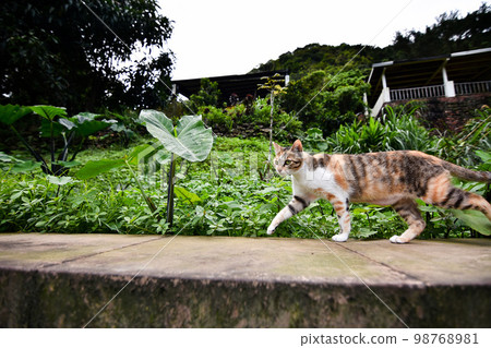 圍牆上的流浪貓 圍牆上的流浪貓 98768981