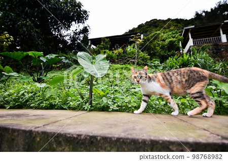圍牆上的流浪貓 圍牆上的流浪貓 98768982