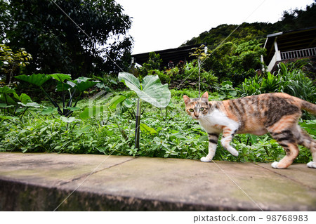stray cat on fence stray cat on fence 98768983