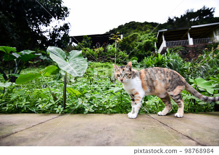 圍牆上的流浪貓 圍牆上的流浪貓 98768984