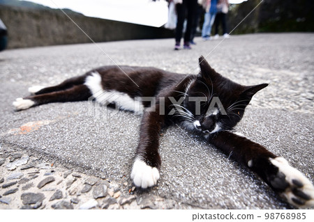 睡覺的流浪貓 98768985