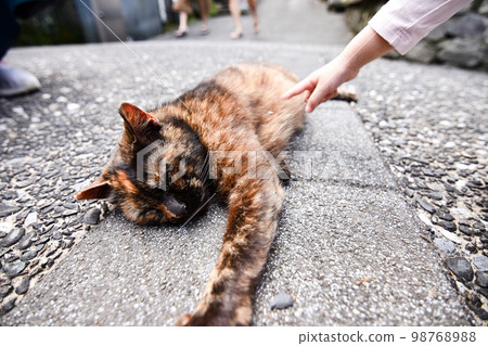 熟睡的流浪貓 98768988