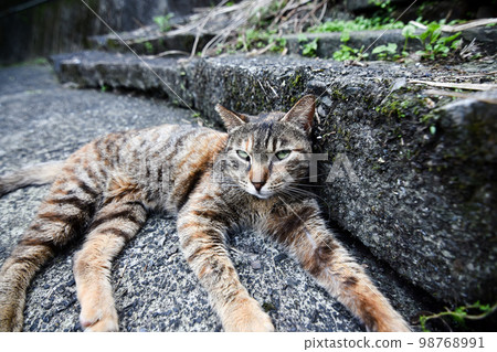 階梯上的流浪貓 階梯上的流浪貓 98768991