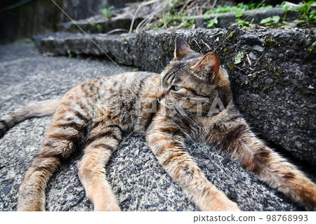 階梯上的流浪貓 階梯上的流浪貓 98768993