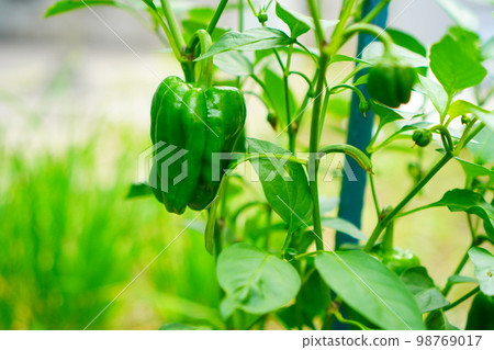 Harvest peppers from the garden. 98769017