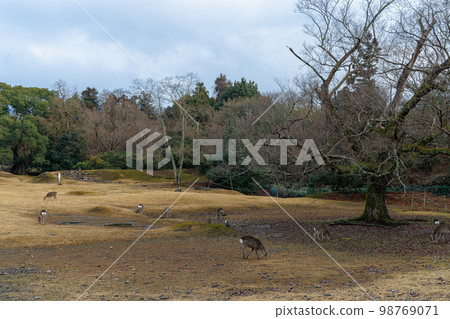 January 27, 2023 Nara Park, the day before the Wakakusayama Mountain Burning, deer eating the last bit of grass in the cold, cloudy weather January 27, 2023 Nara Park, the day before the Wakakusayama Mountain Burning, deer eating the last bit of grass in the cold, cloudy weather 98769071
