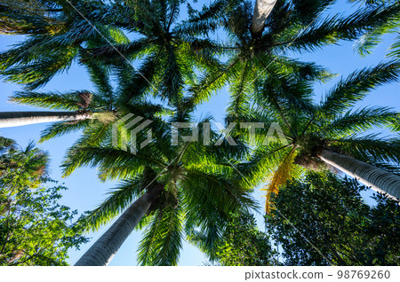 Canopy of Royal Palm - Roystonea regia - fronds in early morning light. Canopy of Royal Palm - Roystonea regia - fronds in early morning light. 98769260