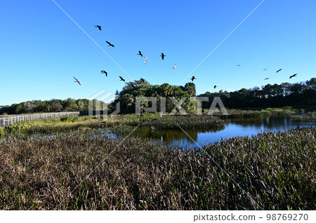 Constructed wetlands of Green Cay Nature Center in Boynton Beach, Florida. Constructed wetlands of Green Cay Nature Center in Boynton Beach, Florida. 98769270