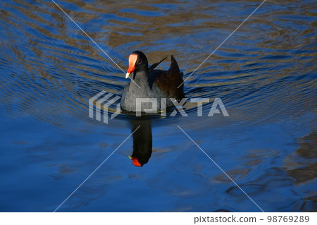 Common Moorhen - Gallinula chloropus - in Green Cay Nature Center Wetlands, 98769289