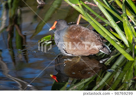 Common Moorhen - Gallinula chloropus - in Green Cay Nature Center Wetlands, Common Moorhen - Gallinula chloropus - in Green Cay Nature Center Wetlands, 98769299