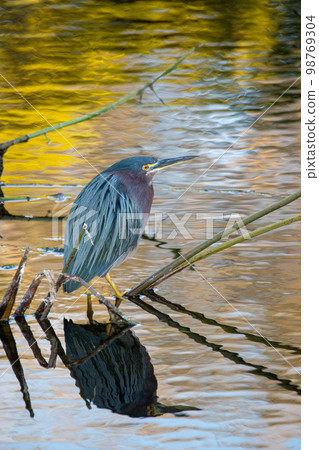 Green Heron - Butorides virescens - in Green Cay Nature Center Wetlands. 98769304