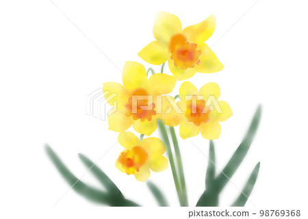 Yellow Daffodil 98769368