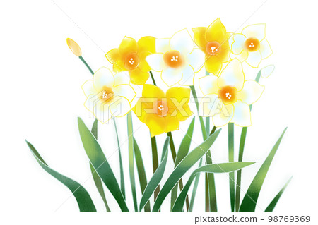 Narcissus Narcissus 98769369
