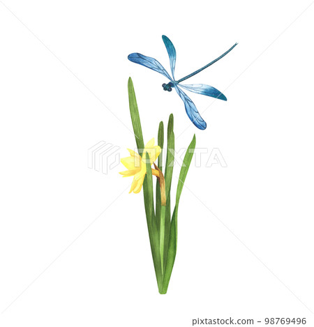 daffodil flower with flying dragonflie isolated on white. Watercolor hand drawn botanical llustration. Art for design daffodil flower with flying dragonflie isolated on white. Watercolor hand drawn botanical llustration. Art for design 98769496
