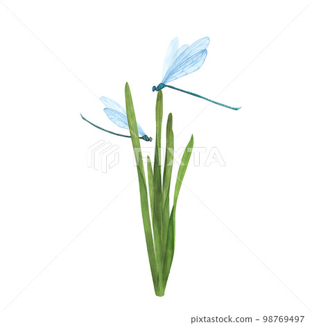 Grass with flying dragonflies isolated on white. Watercolor hand drawn botanical llustration. Art for design Grass with flying dragonflies isolated on white. Watercolor hand drawn botanical llustration. Art for design 98769497