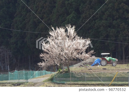 Spring spring Spring spring 98770532