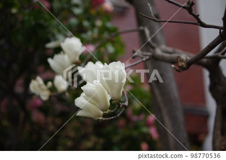 Magnolia Magnolia 98770536