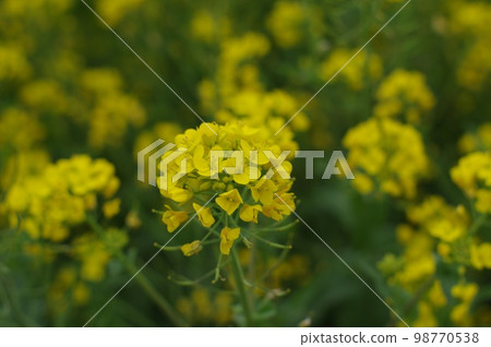 Rape blossoms Rape blossoms 98770538