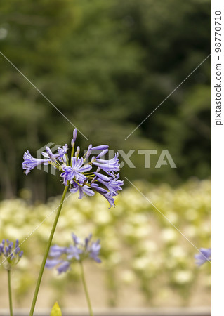 Early summer flowers, Agapanthus blooming scenery-2 98770710
