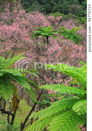 Nago Central Park Kanhizakura 98770724