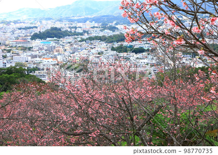 Nago Central Park Kanhizakura and panoramic view of Nago city 98770735