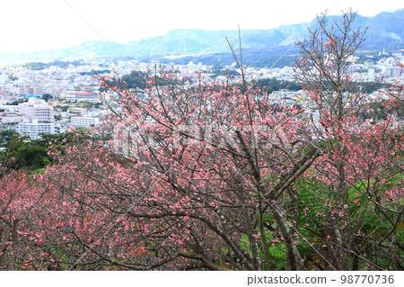 Nago Central Park Kanhizakura and panoramic view of Nago city 98770736