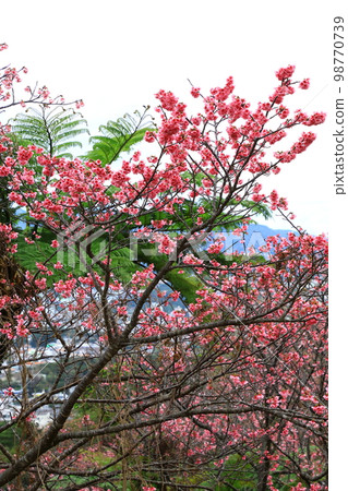 Nago Central Park Kanhizakura Nago Central Park Kanhizakura 98770739