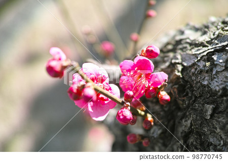 Early spring image red plum 98770745