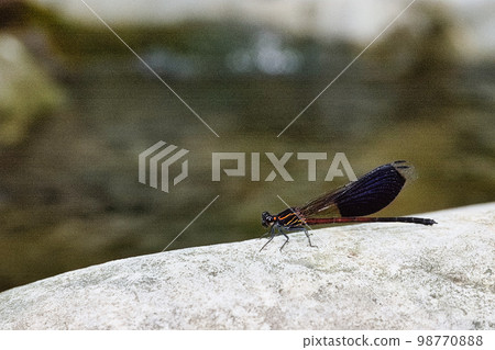 短腹幽蟌 98770888