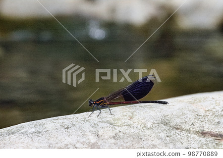 短腹幽蟌 短腹幽蟌 98770889