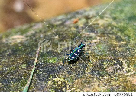 Taiwan star tiger beetle 98770891