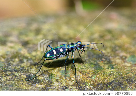 臺灣八星虎甲蟲 臺灣八星虎甲蟲 98770893