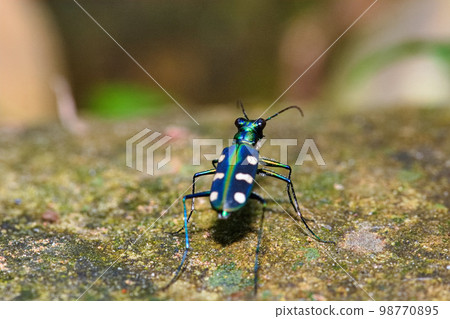 臺灣八星虎甲蟲 98770895