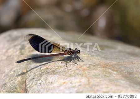 短腹幽蟌 98770898