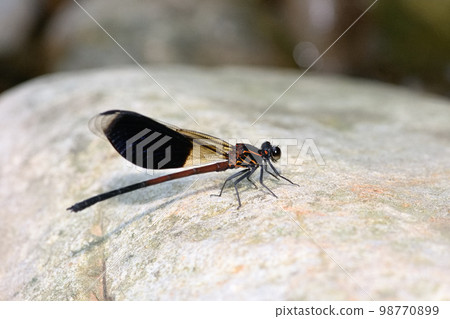 Short belly 98770899