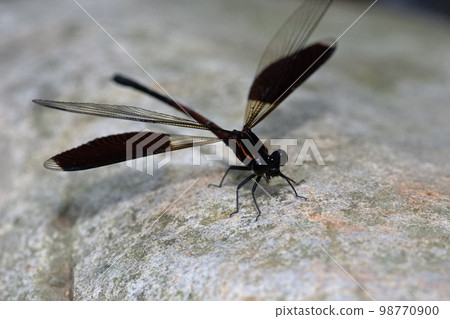 Short belly 98770900