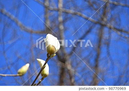 Haku Mokuren（Shiraki Ren） 98770969