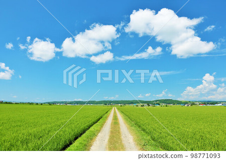 Hokkaido summer blue sky and rice field scenery 98771093