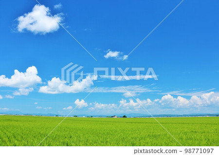 Hokkaido summer blue sky and rice field scenery Hokkaido summer blue sky and rice field scenery 98771097